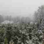 Аномальний травень: Закарпаття замело рясним снігом (фото, відео)