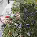 Біля Чернівців невідомі зруйнували пам’ятник на могилі юного учасника АТО (фото)