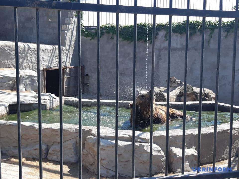 Четверо вихованців покровського «зоопарку смерті» приїдуть на реабілітацію у Домажир та Синевир (фото)