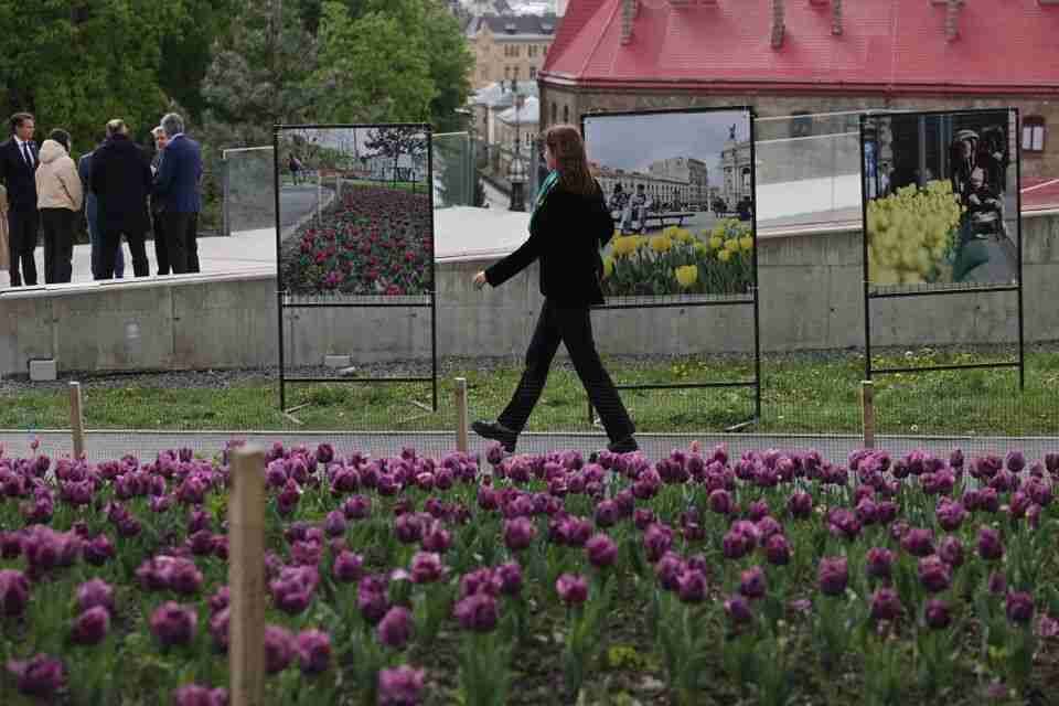 Чи побільшає тюльпанів у Львові наступного року: що відомо (ФОТО)