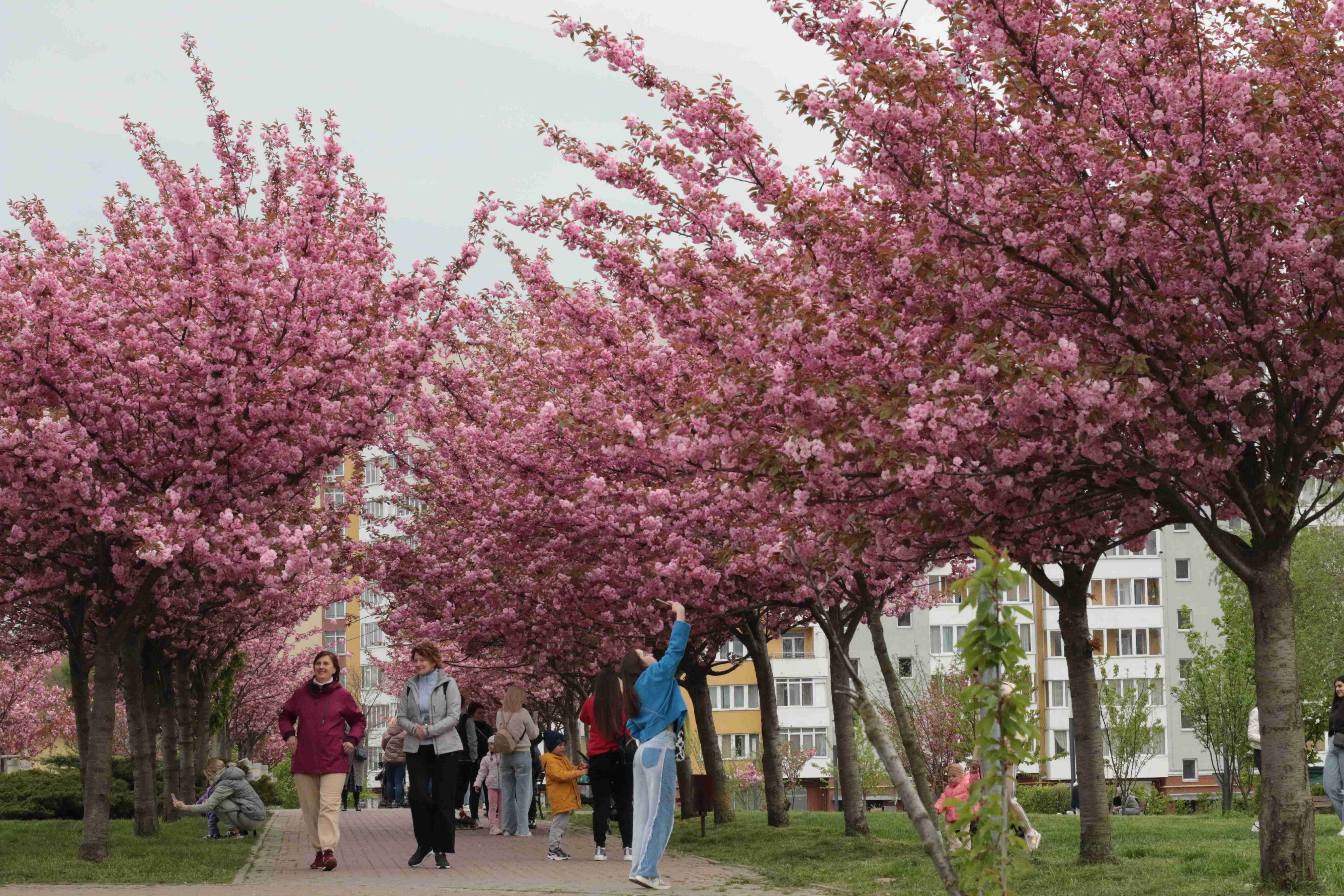 Де у Львові цвітуть сакури: топ локацій квітучих фотозон (ФОТО)