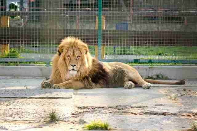 Допоможіть тваринам: зоопарк на Львівщині просить про допомогу