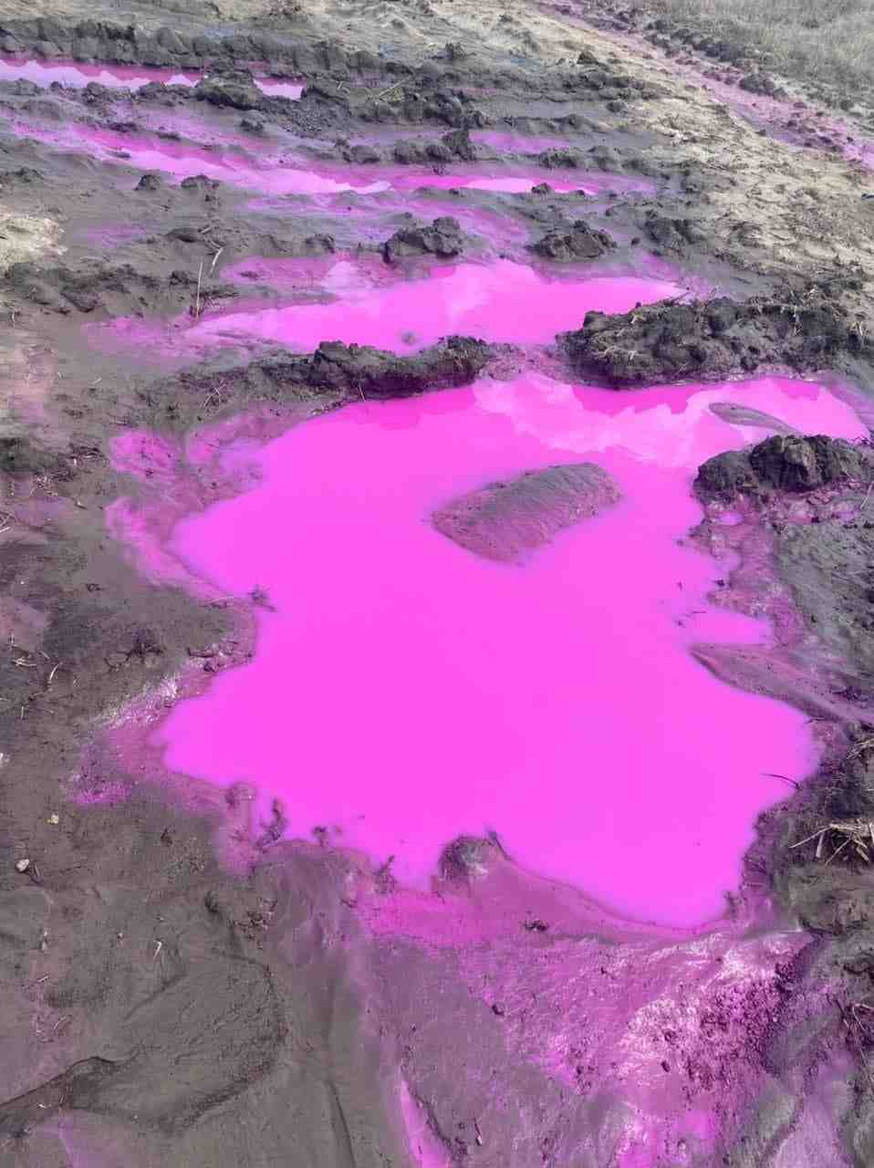 Фахівці з’ясували причину яскраво-рожевої речовини поблизу Рівного (відео, фото)
