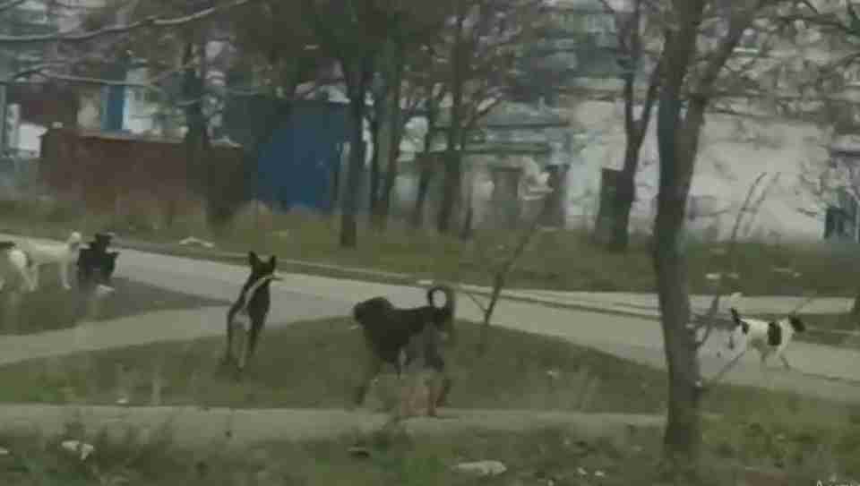 Господарі загинули чи виїхали: в Маріуполі зграї собак масово нападають на місцевих мешканців (ВІДЕО)
