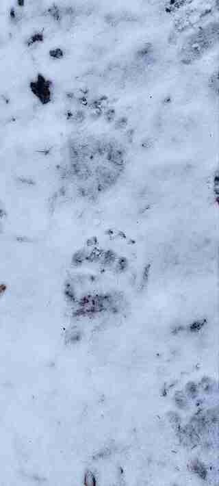Гуляти в горах небезпечно: у Карпатах через аномальне тепло прокинулися ведмеді (ФОТО)
