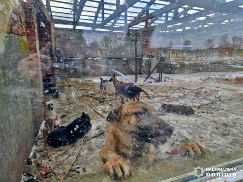 Катівня для тварин: в притулку на Київщині собаки помирали в жахливих умовах (ВІДЕО)
