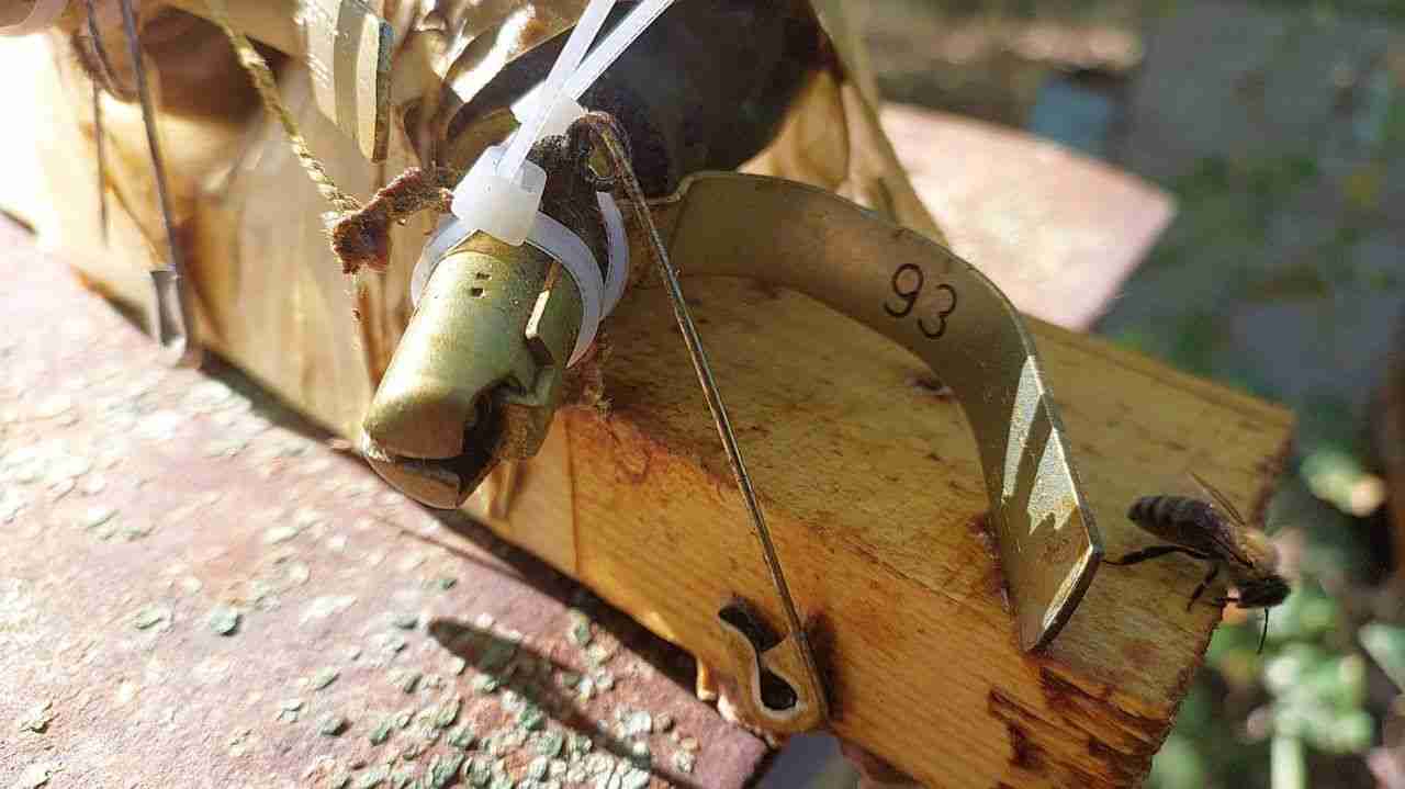 Крилаті сапери: бджоли знешкодили пастку, яку окупанти залишили у вулику (ФОТО)