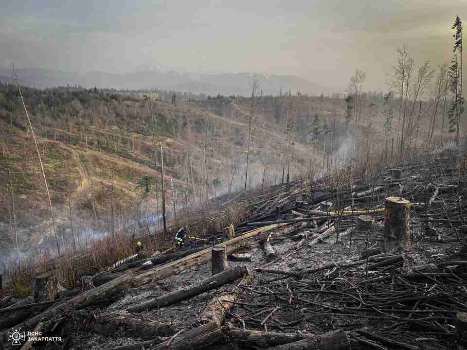 Ліквідовували шість годин: на Закарпатті виникла масштабна лісова пожежа (ФОТО/ВІДЕО)