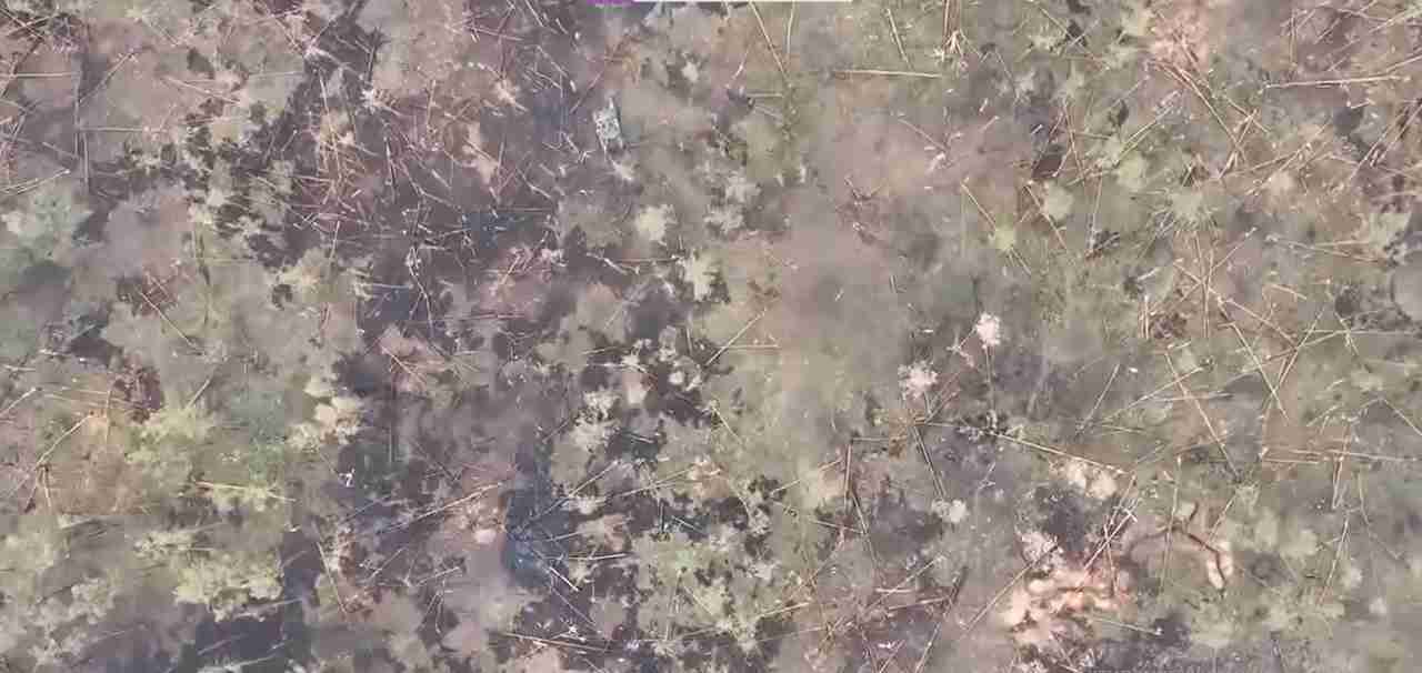  «Ліс горить, все горить, вигорає»: у МВС показали, як росіяни навмисно палять українські ліси (ВІДЕО)