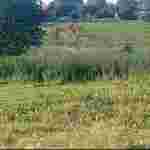Лисиці масово атакують селянські господарства на Хмельниччині (ФОТО)