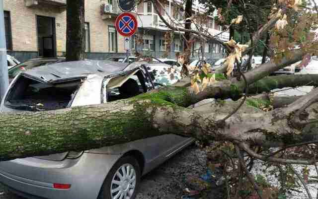 Львів'ян закликають  під час грози не паркувати свої автівки під деревами