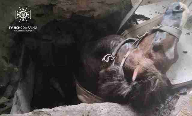 Львівські рятувальники розповіли про дивовижний порятунок коня, який опинився у бетонній пастці (ФОТО)
