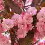 Львівський парк Івана Павла ІІ «потопає» у рожевому цвіті японської вишні (фоторепортаж)