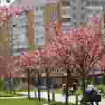 Львівський парк Івана Павла ІІ «потопає» у рожевому цвіті японської вишні (фоторепортаж)