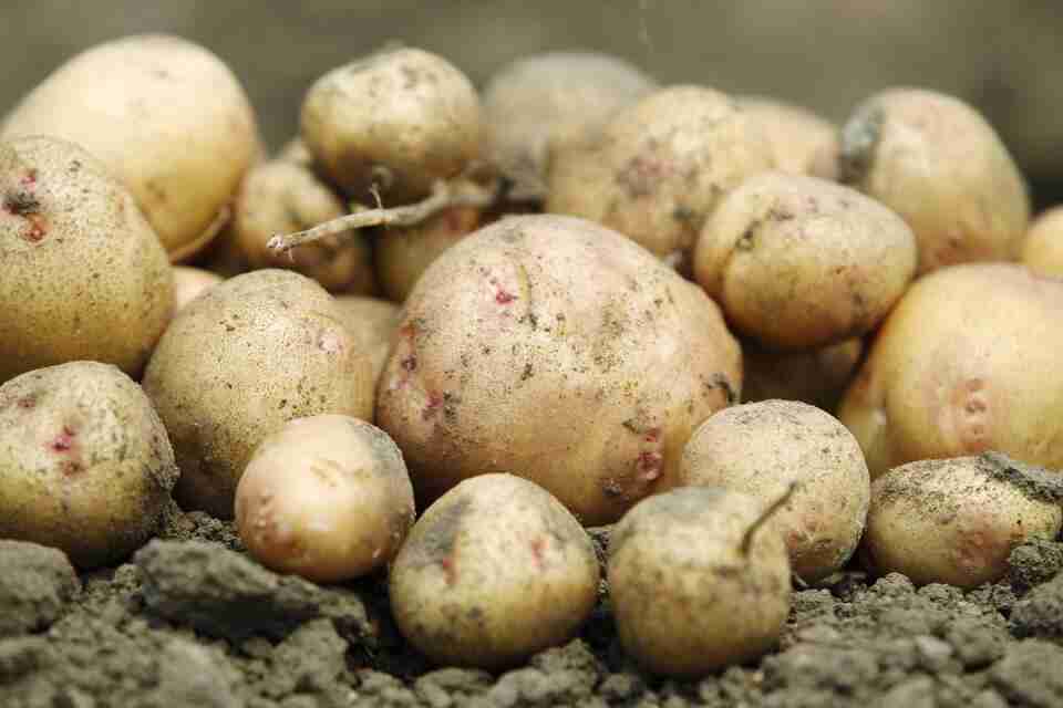 Міноборони збиралося годувати військових картоплею по ціні 27 грн за кілограм (ВІДЕО)