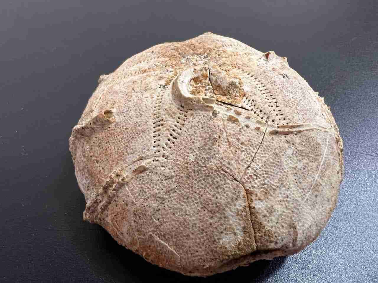 Митники знайшли у посилці, яка прямувала з Тернополя до США, палеонтологічний ексклюзив віком близько 165 млн років (ФОТО)