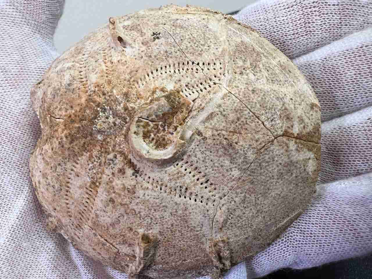 Митники знайшли у посилці, яка прямувала з Тернополя до США, палеонтологічний ексклюзив віком близько 165 млн років (ФОТО)