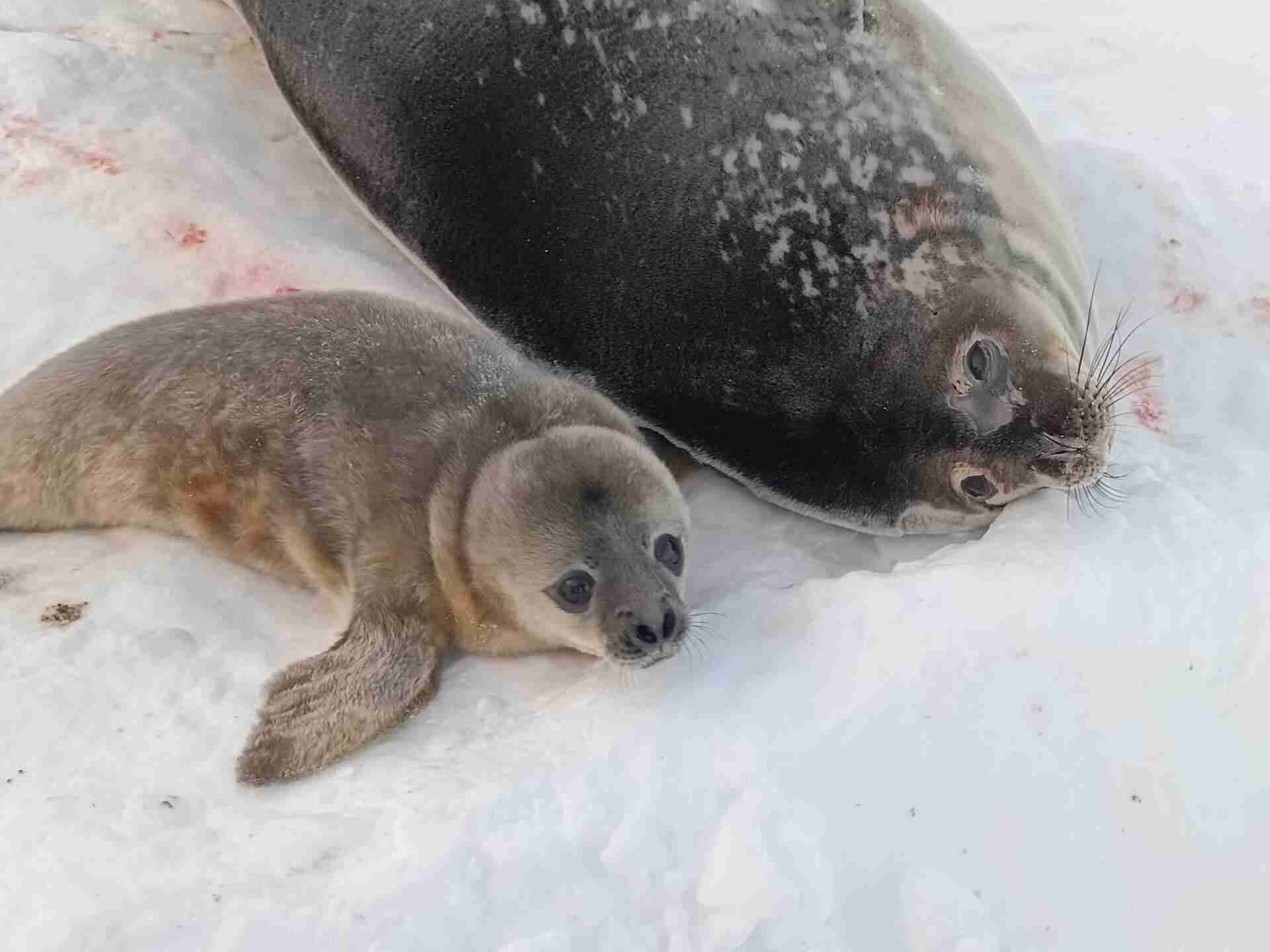 Мрія та Мирославко: на станції «Вернадський» вибрали імена для новонароджених тюленят (ФОТО)