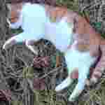 Мисливці влаштували «полювання» на домашнього кота прямо біля житлових будинків (ФОТО)