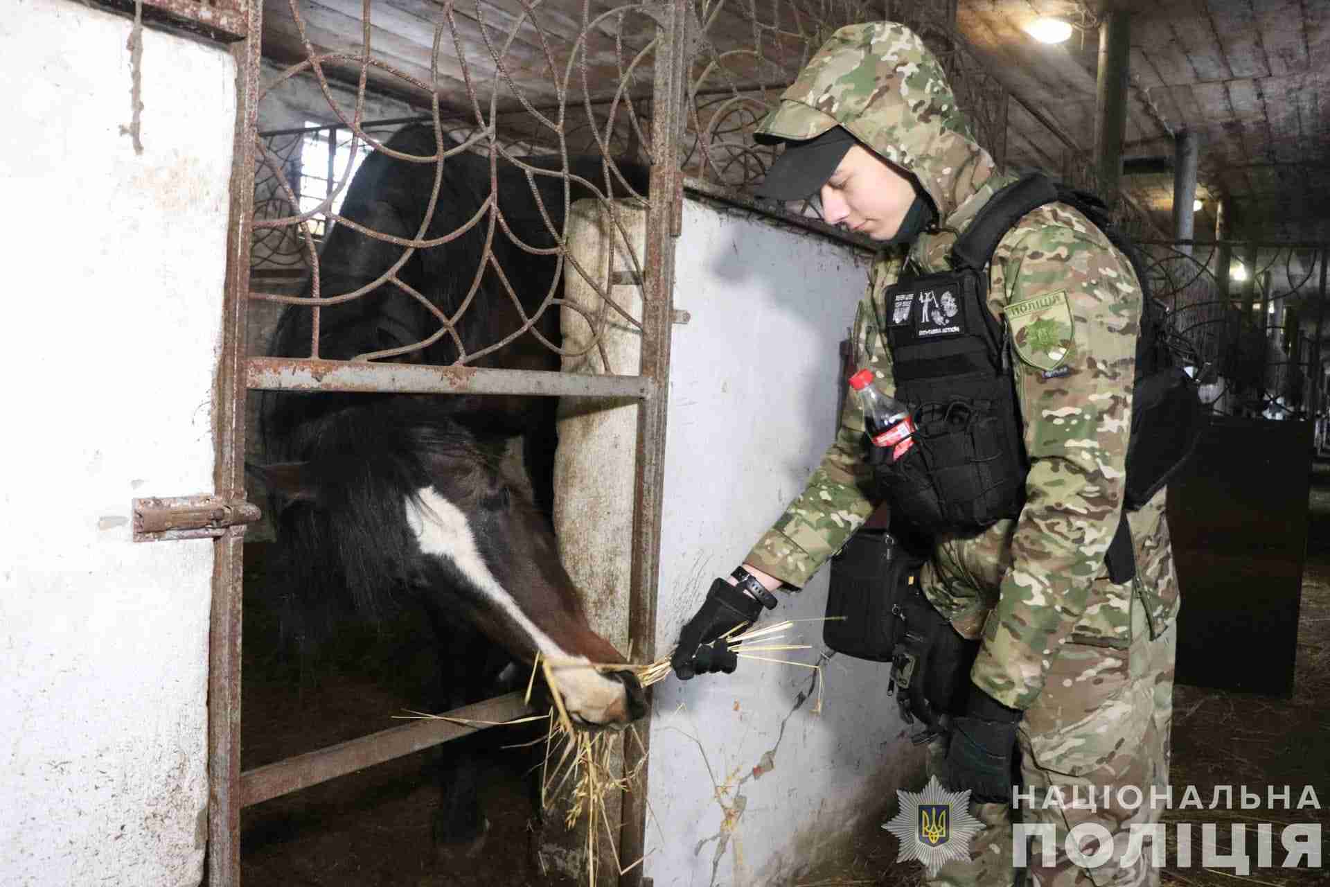 На Харківщині господар покинув напризволяще в пошкоджених стайнях 28 коней і втік до росії (ФОТО)