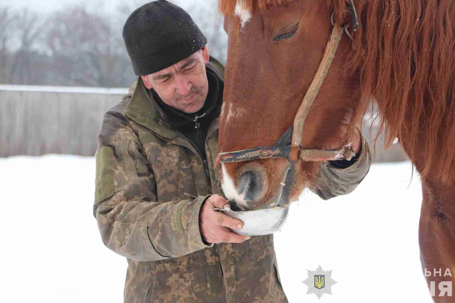 На Харківщині господар покинув напризволяще в пошкоджених стайнях 28 коней і втік до росії (ФОТО)