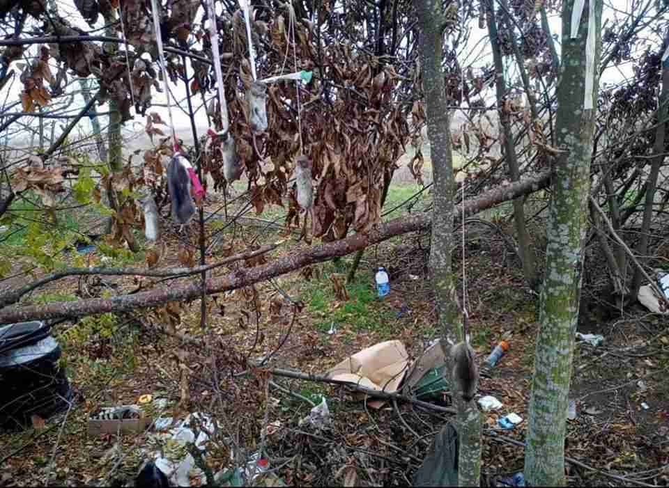 На Херсонщині окупанти задля розваги вішали на деревах червонокнижних тварин (ФОТО)