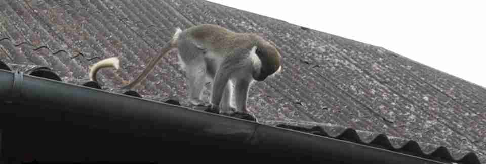 На Хмельниччині мавпа, яку евакуювали з-під обстрілів, бігає по селі і покусала дитину (ВІДЕО)