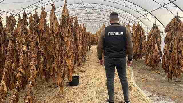 На Івано-Франківщині поліція викрила плантації тютюну і незаконне виробництво сигарет