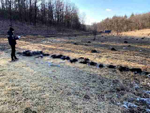 На Київщині у полі виявили цілу отару мертвих овець: що сталося (ФОТО)