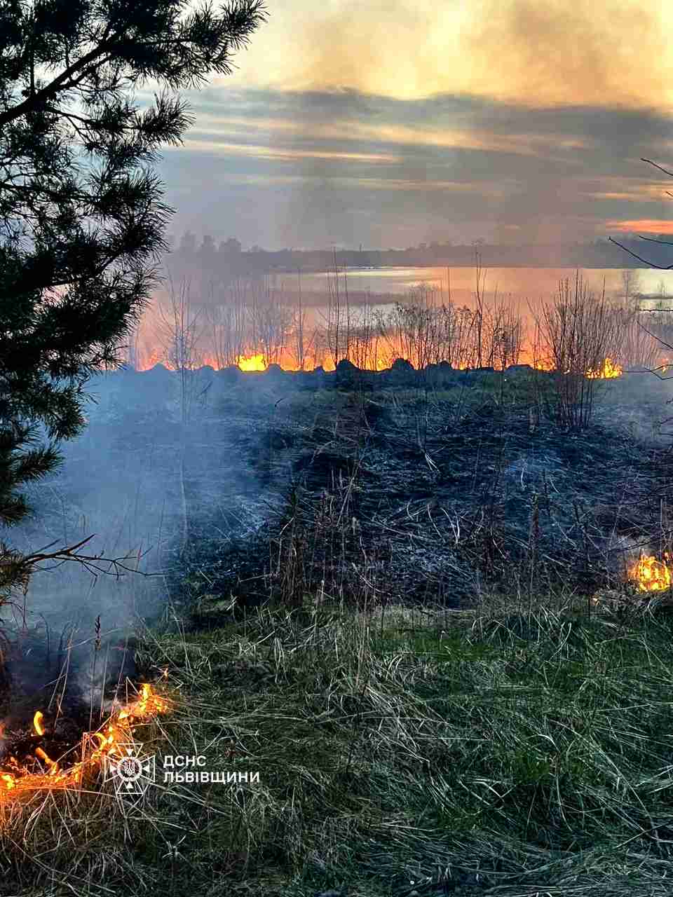 На Львівщині через пожежі живцем згоріли звірі і птахи (ФОТО)