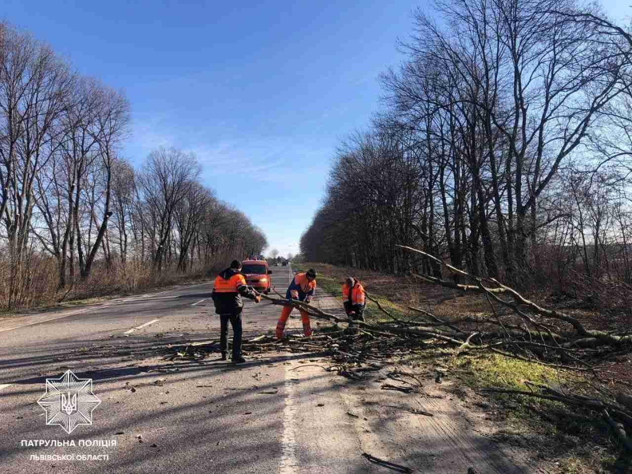 На Львівщині через сильний вітер падають дерева (ФОТО)