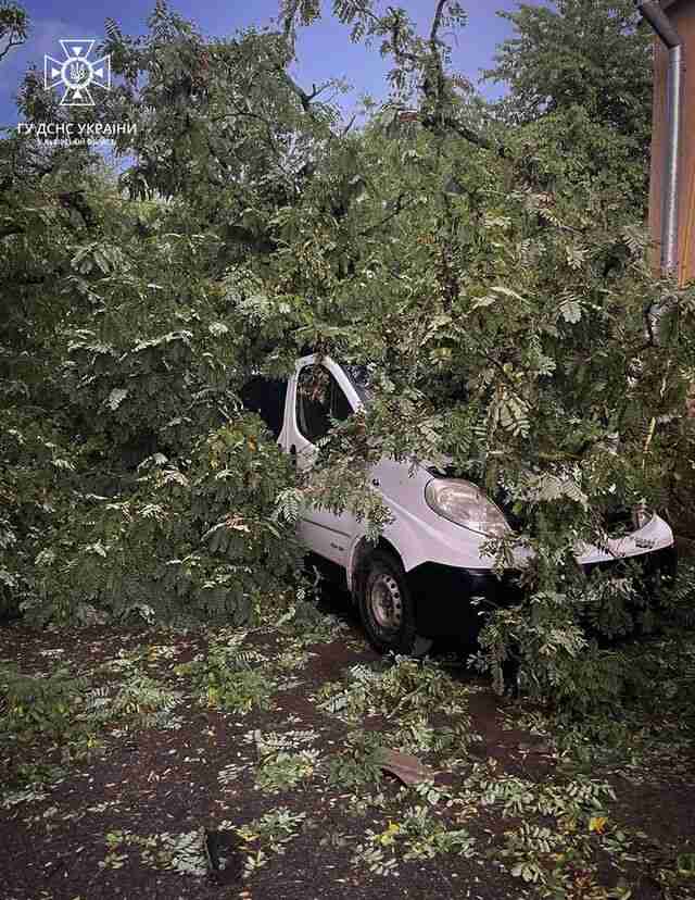 На Львівщині дерево впало на автомобіль, в якому перебувала сім'я з дітьми (ФОТО)