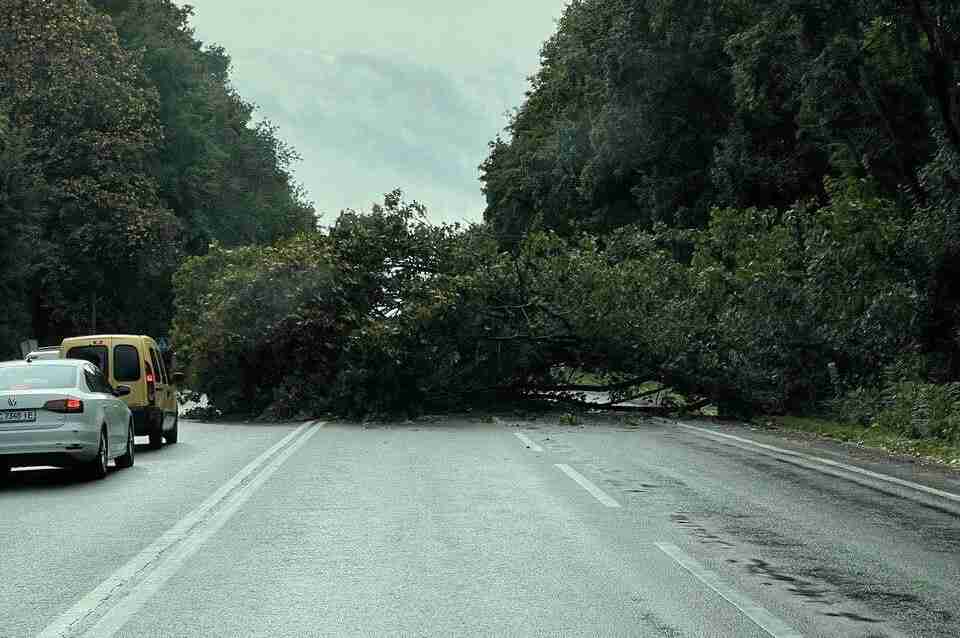 На Львівщині на дорогу впало дерево