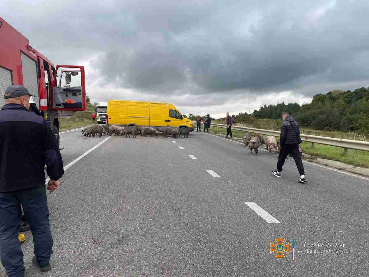 На Львівщині під час руху спалахнула вантажівка в якій перевозили 170 свиней (ФОТО)