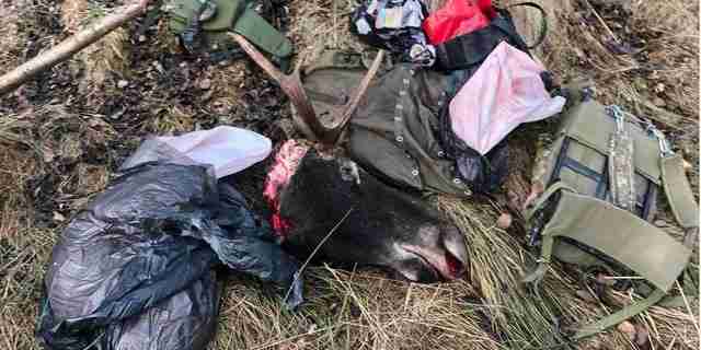 На Львівщині поліція знайшла браконьєра, який незаконно вполював «червонокнижного» лося