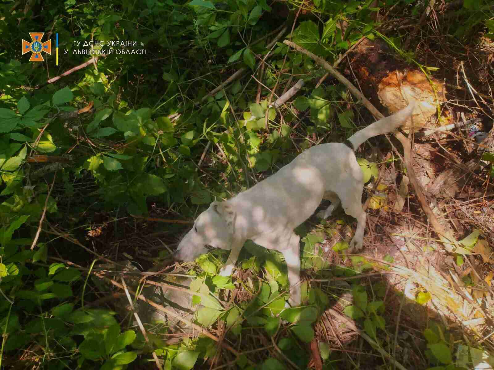 На Львівщині рятувальники допомогли собаці, який потрапив у халепу (ФОТО)