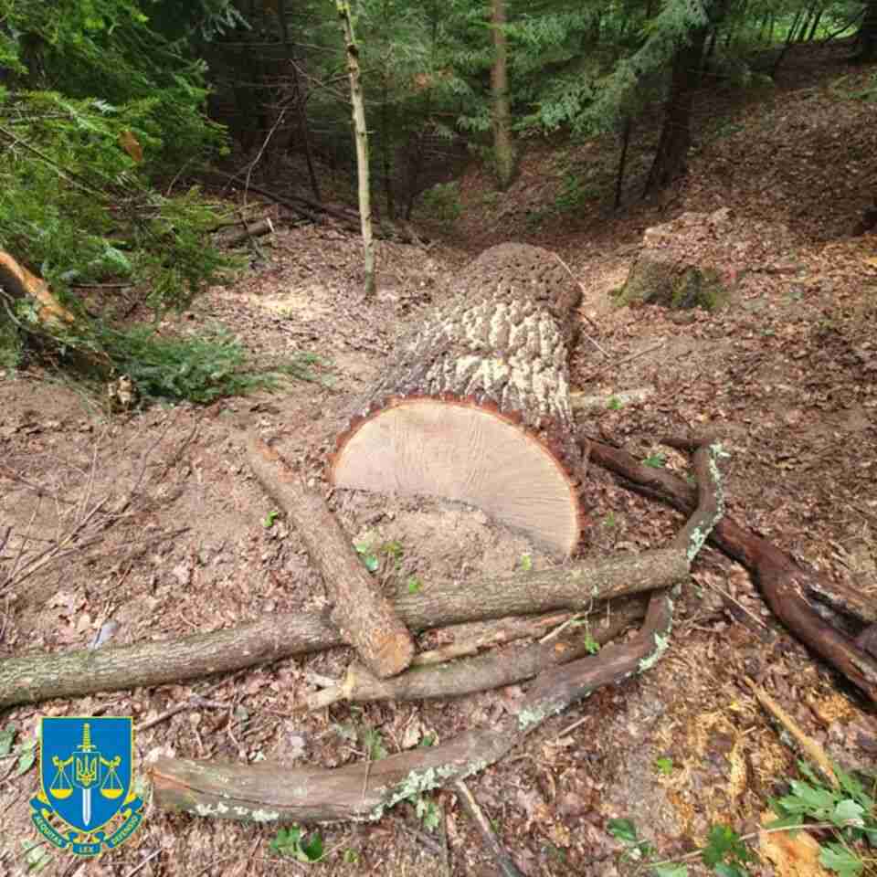 На Львівщині службовець лісгоспу продав вирубані дерева на пів мільйона гривень (ФОТО)