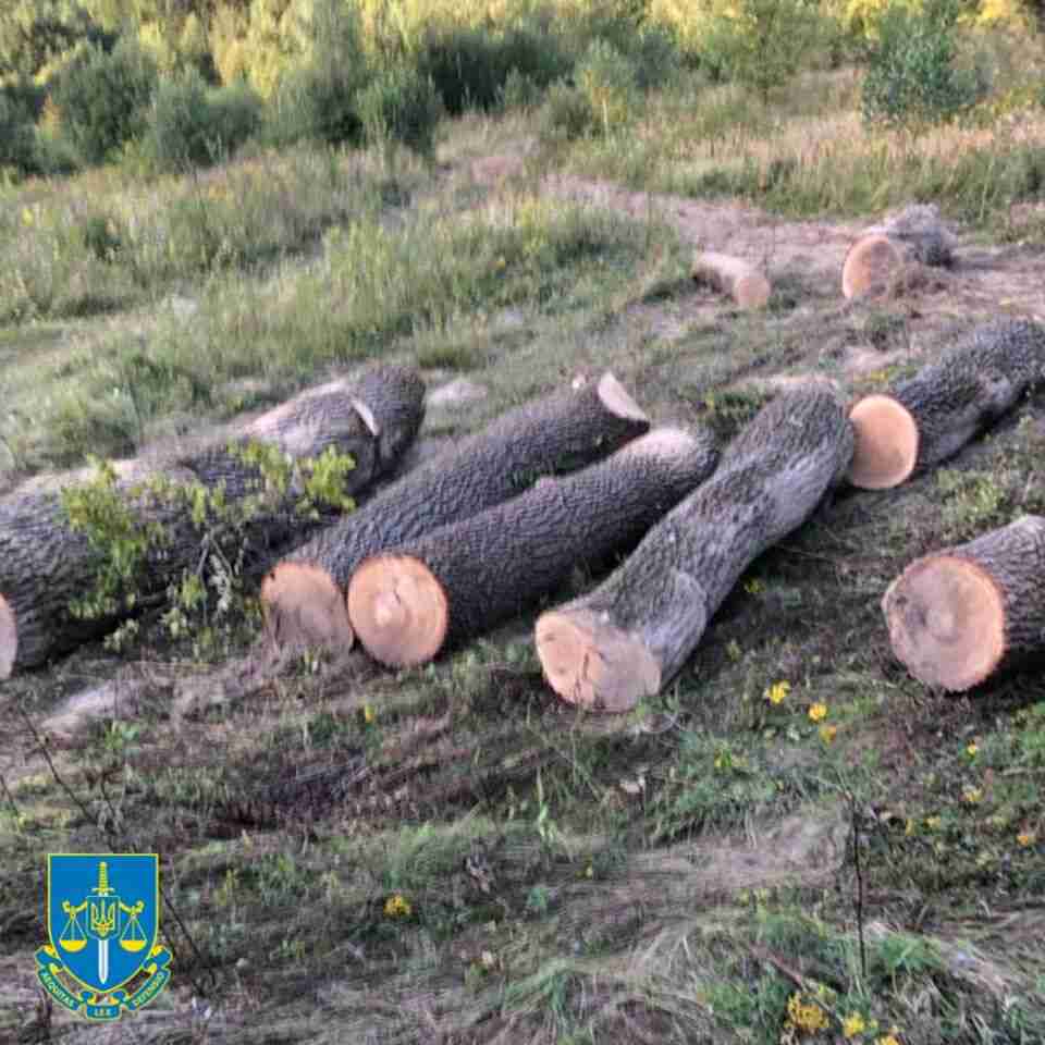 На Львівщині службовець лісгоспу продав вирубані дерева на пів мільйона гривень (ФОТО)