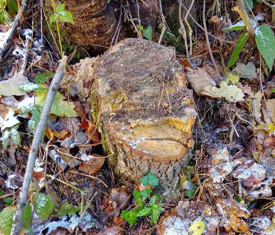 На Львівщині виявили незаконну рубку дерев різних порід (ФОТО)