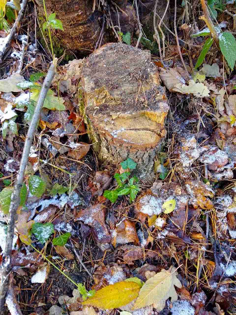 На Львівщині виявили незаконну рубку дерев різних порід (ФОТО)