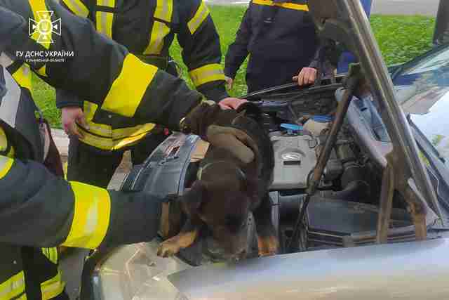 На Львівщині врятували собаку, який застряг в моторному відсіку автомобіля (ФОТО)