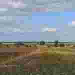 На Львівщині агрофірма обробляє з дронів соняшникові поля такими хімікатами, що у селян біля будинків погоріли квіти (ФОТО)