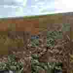 На Львівщині агрофірма обробляє з дронів соняшникові поля такими хімікатами, що у селян біля будинків погоріли квіти (ФОТО)