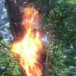 На Львівщині блискавка влучила в дерево (фото)
