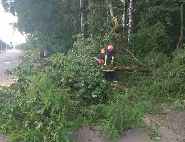 На Львівщині через негоду впало дерево