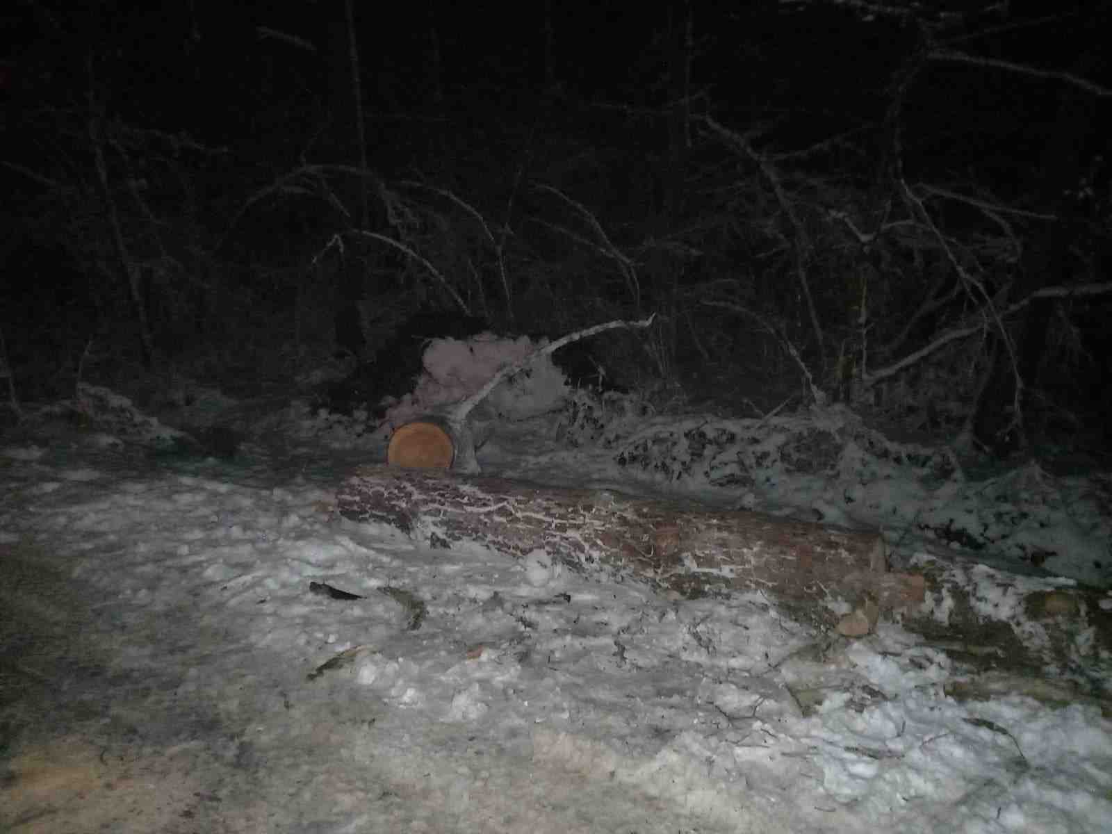 На Львівщині дерево впало на дорогу