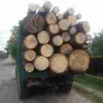 На Львівщині правоохоронці вилучили незаконну деревину (фото)