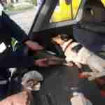 На Львівщині рятувальники врятували собаку (фото)