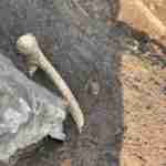 На Львівщині серед стихійного сміттєзвалища знайшли людські останки (фото, відео)