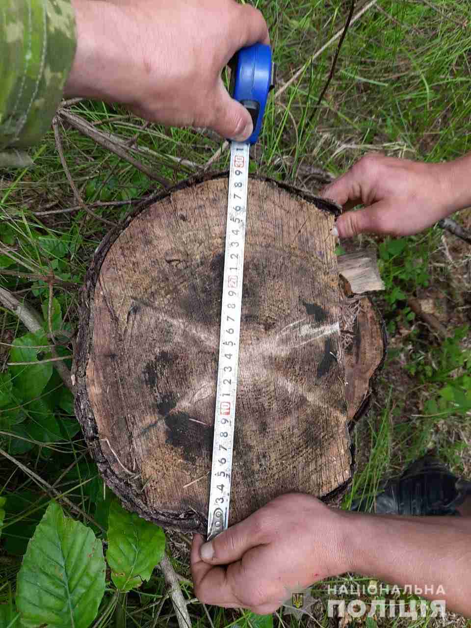 На Львівщині судитимуть чоловіка, що незаконно зрубав дерева у лісгоспі